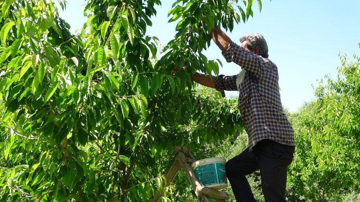 72 yaşındaki Saliha Nine devlet desteğiyle kiraz bahçesi kurdu G5