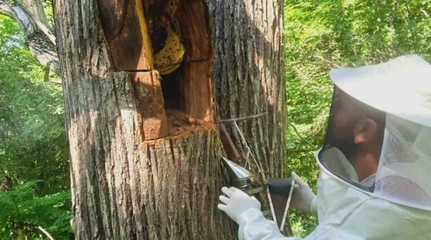 Kesilen ağa&ccedil;tan 10 kilo bal &ccedil;ıktı