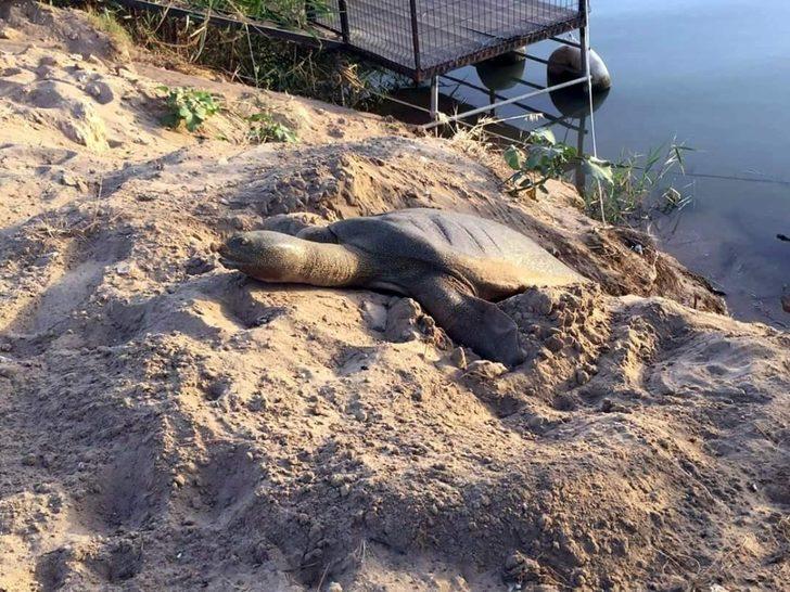 Manavgat Belediyesi’nden caretta yuvalarına hendekli koruma G4