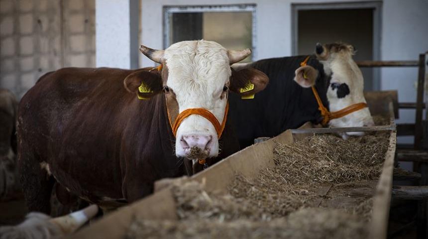 Kurban vekalet ücretleri ne kadar? 2021 Kızılay, küçükbaş ve büyük baş vekalet ücretleri