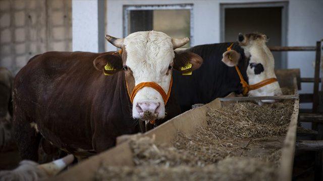 Kurban Bayramı'nda sokağa çıkma yasağı olacak mı? Bayramda sokağa çıkma yasağı gelir mi?