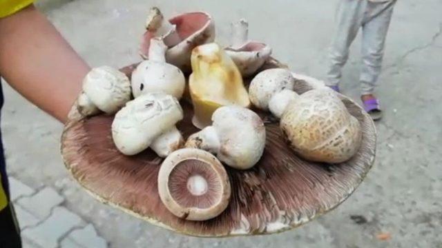 Dev mantar görenleri şaşkına uğrattı