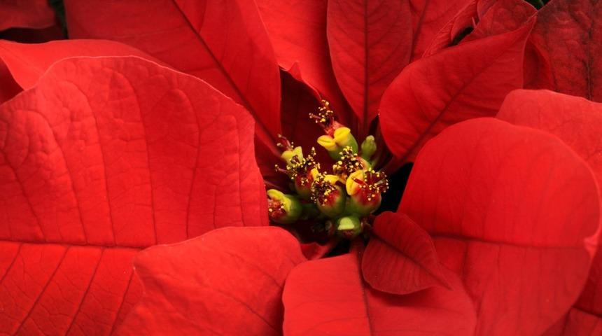 Atat&uuml;rk &ccedil;i&ccedil;eği (Ponsetya) bakımı nasıl yapılır, neden yapraklarını d&ouml;k&uuml;yor?