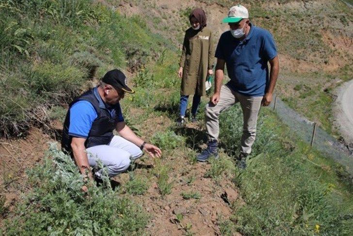 Erzurum Palandöken Kayak Merkezi ağaçlandırılıyor G2