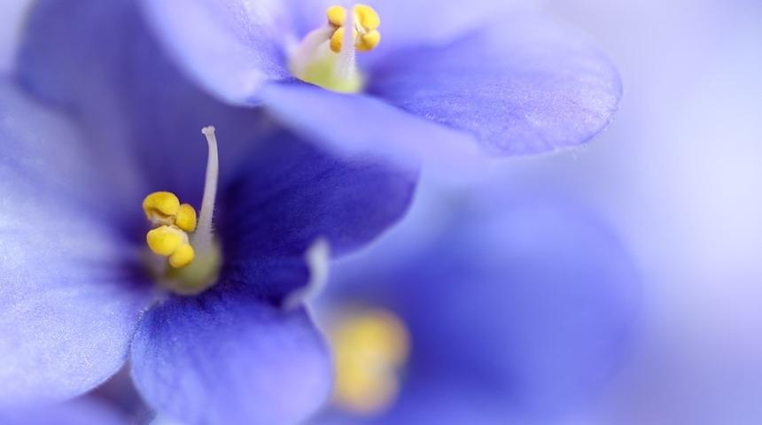 Afrika menekşesi bakımı nasıl yapılır, p&uuml;f noktaları nelerdir?