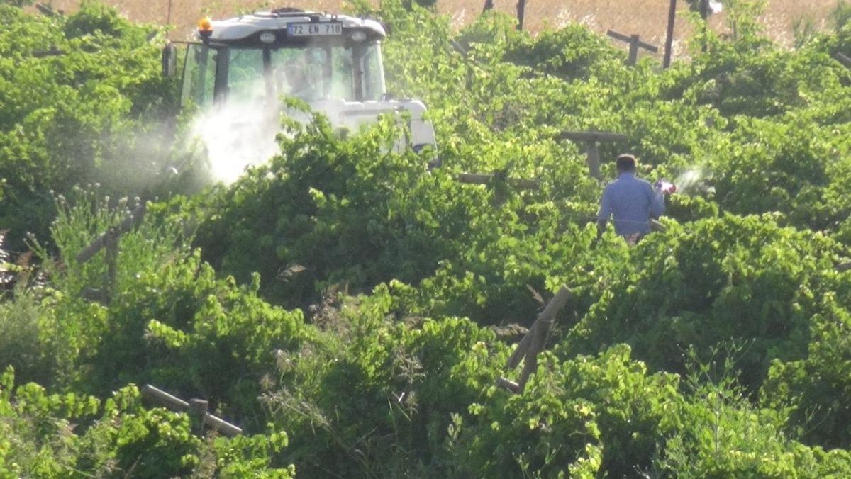 Gerc&uuml;ş&rsquo;te bağ k&uuml;llenmesine karşı ila&ccedil;lama başlatıldı