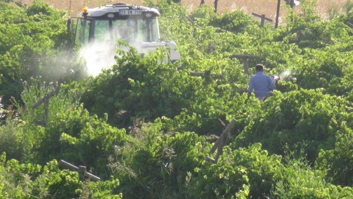 Gercüş’te bağ küllenmesine karşı ilaçlama başlatıldı G1