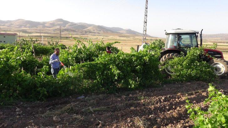 Gercüş’te bağ küllenmesine karşı ilaçlama başlatıldı G4