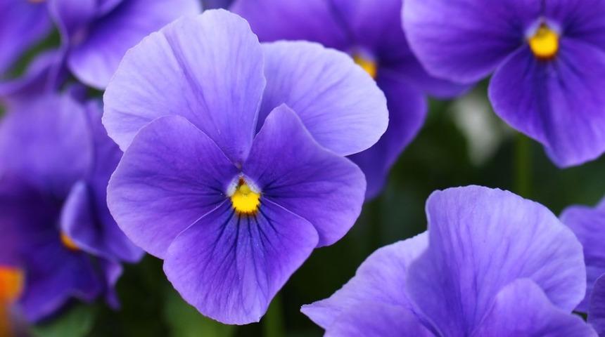 Menekşe bakımı nasıl yapılır, nasıl &ccedil;oğaltılır ve nasıl sulanır?