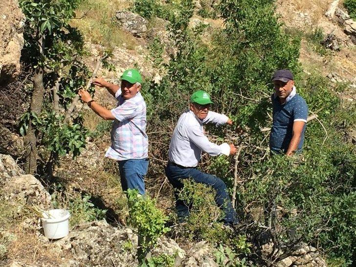 Malatya’da antepfıstığı yaygınlaşıyor G1