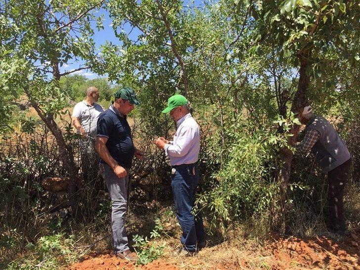 Malatya’da antepfıstığı yaygınlaşıyor G2