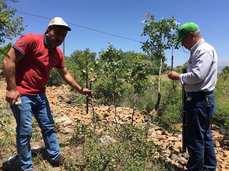 Malatya’da antepfıstığı yaygınlaşıyor G3