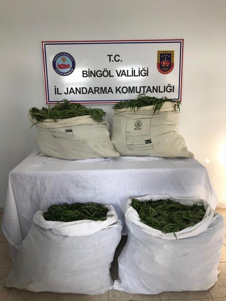 Bingöl'de 105 kilogram esrar ile 1 milyon 40 bin kök kenevir ele geçirildi G1