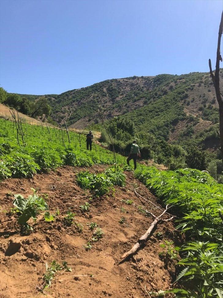 Bingöl'de 105 kilogram esrar ile 1 milyon 40 bin kök kenevir ele geçirildi G2