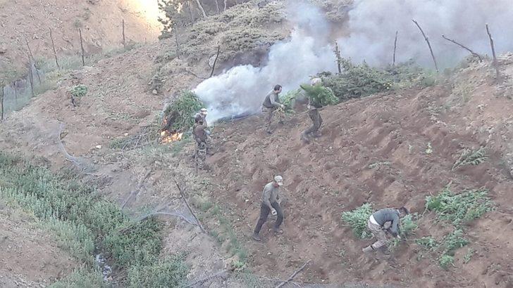 Bingöl'de 105 kilogram esrar ile 1 milyon 40 bin kök kenevir ele geçirildi G3