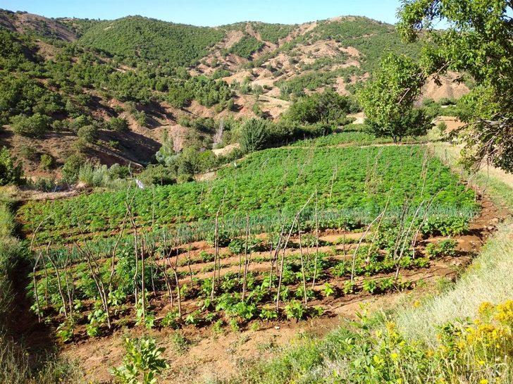 Bingöl'de 105 kilogram esrar ile 1 milyon 40 bin kök kenevir ele geçirildi G4