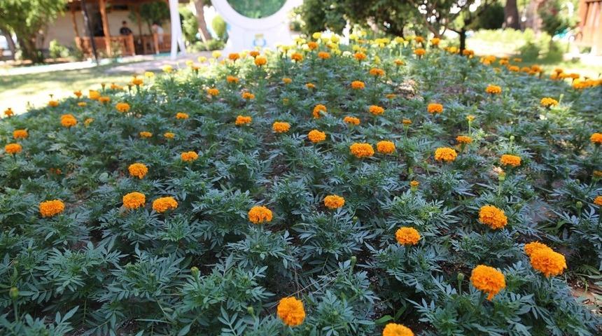 Haliliye’de parklar çiçeklerle donatılıyor