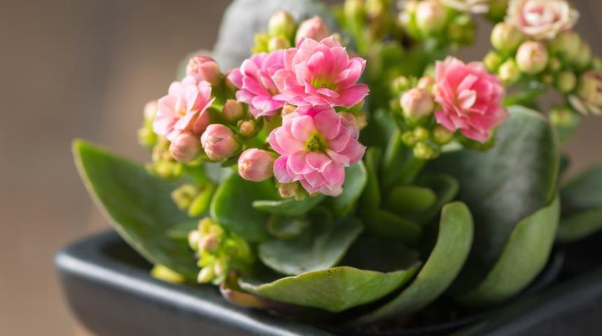 Evde kolayca yetiştirebileceğiniz &ccedil;i&ccedil;ek &ouml;nerileri