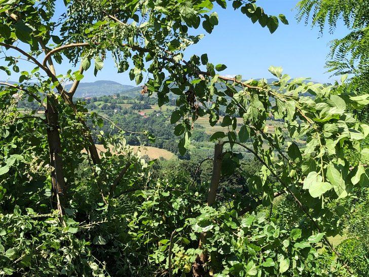 Dut ağacını budadıkları için kardeşi ve yeğenini öldürdü G5