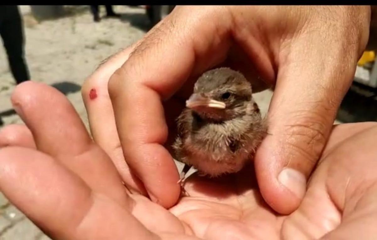Yuvasından d&uuml;şen yavru ser&ccedil;eyi itfaiye ekipleri kurtardı