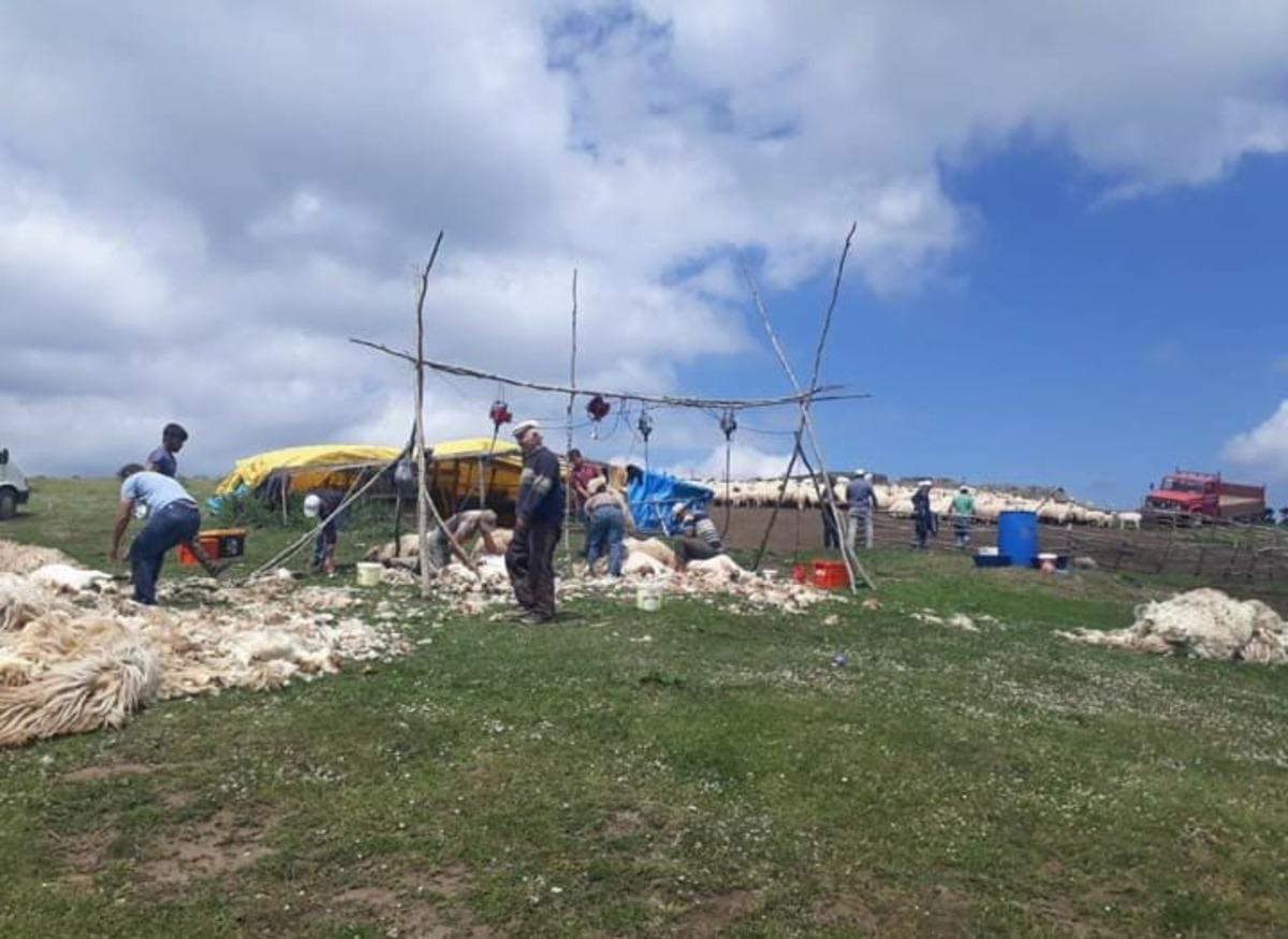 Yaylalarda koyunlar i&ccedil;in &lsquo;kırkma&rsquo; zamanı