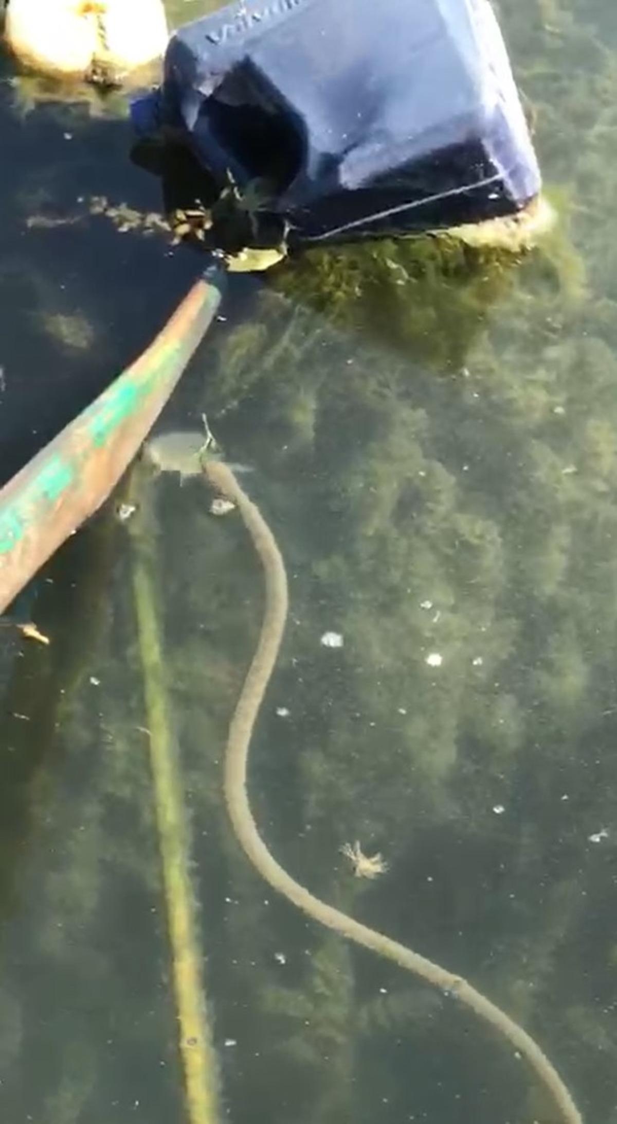 İznik G&ouml;l&uuml;'ndeki yılanlar deprem habercisi mi? Kritik a&ccedil;ıklama geldi!