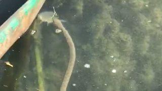 İznik Gölü'ndeki yılanlar deprem habercisi mi? Kritik açıklama geldi!