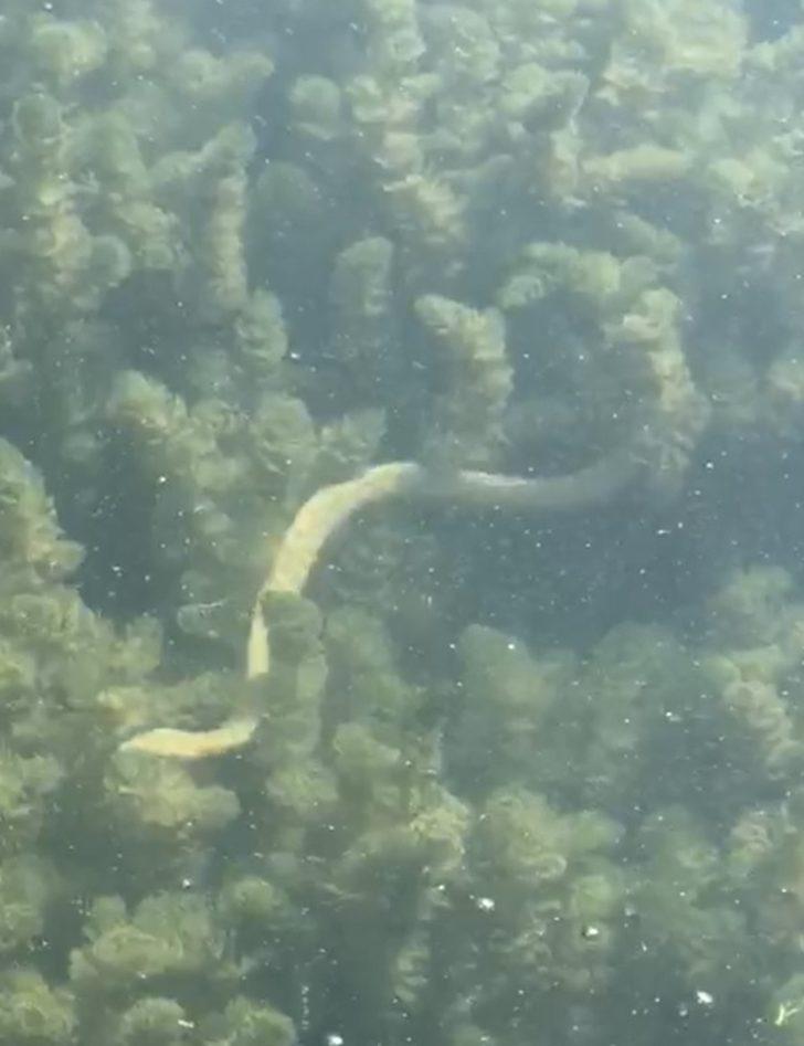 İznik Gölü'ndeki yılanlar deprem habercisi mi? Kritik açıklama geldi! G2