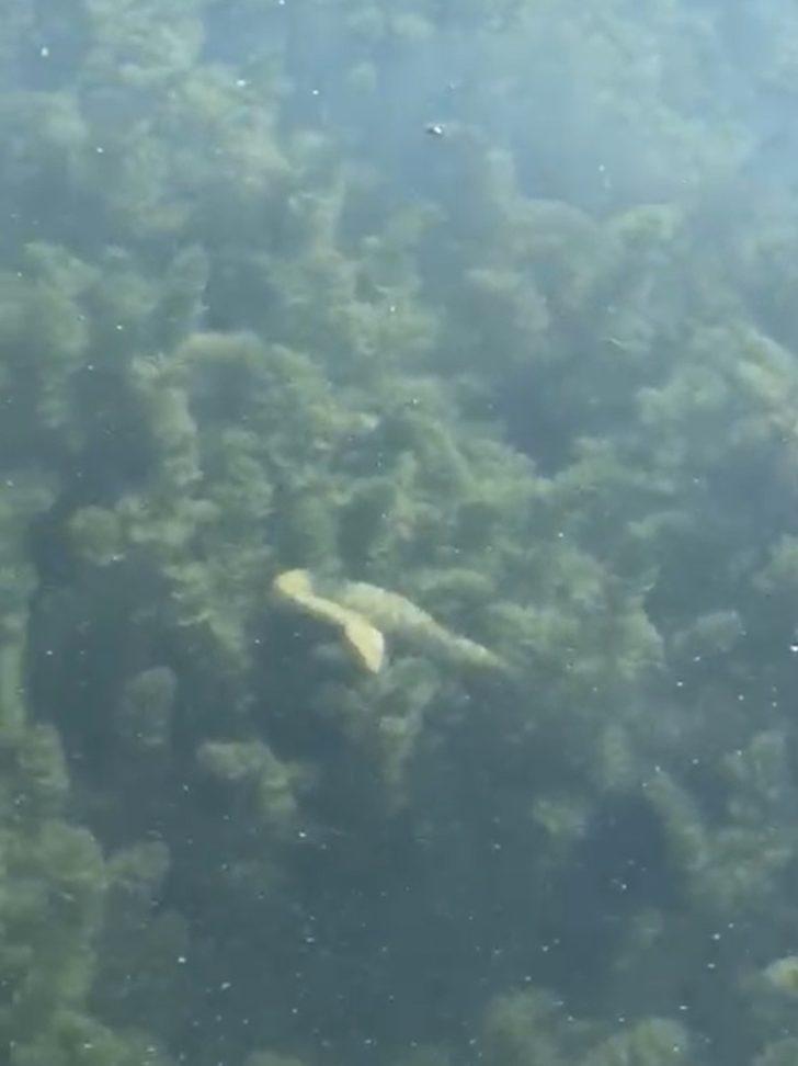 İznik Gölü'ndeki yılanlar deprem habercisi mi? Kritik açıklama geldi! G3