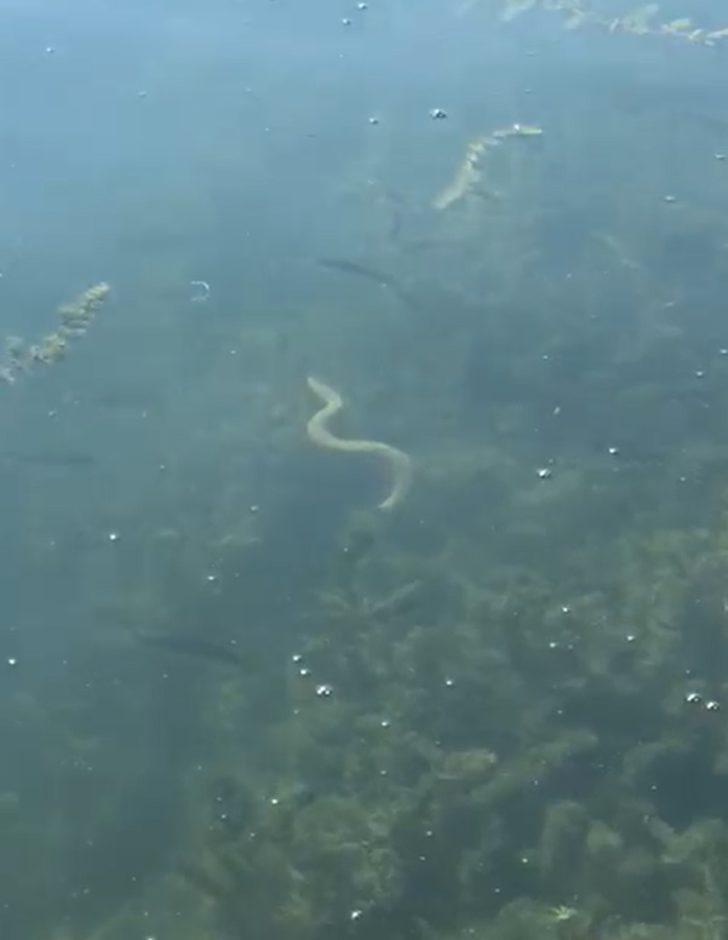 İznik Gölü'ndeki yılanlar deprem habercisi mi? Kritik açıklama geldi! G4