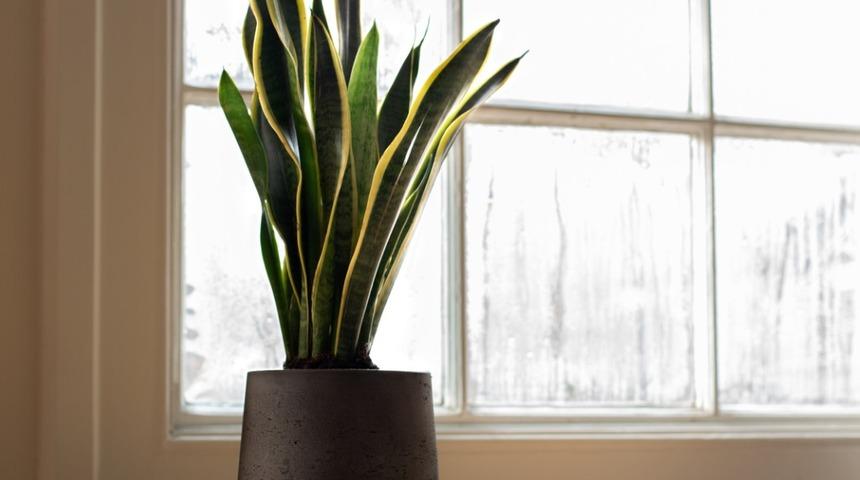 Kılı&ccedil; &ccedil;i&ccedil;eği bakımı nasıl yapılır, nasıl &ccedil;oğaltılır, neden &ccedil;&uuml;r&uuml;r?