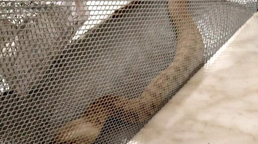 Çiftliğin kümesinde yılan yakalandı