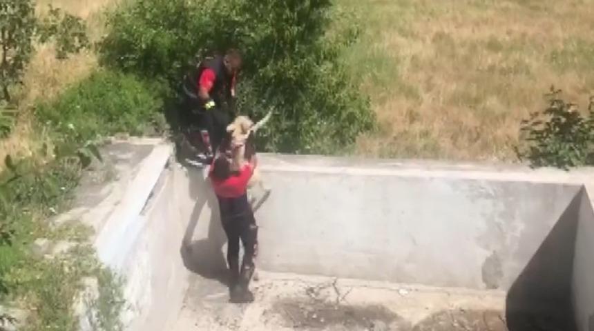 İ&ccedil;i boş havuza giren k&ouml;peği itfaiye kurtardı