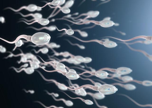 sperm sayisi