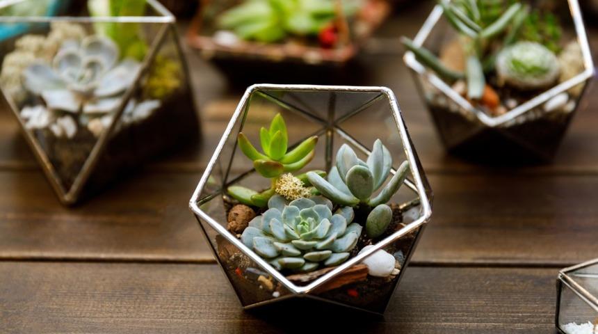 Sukulent bakımı nasıl yapılır, nasıl &ccedil;oğaltılır?