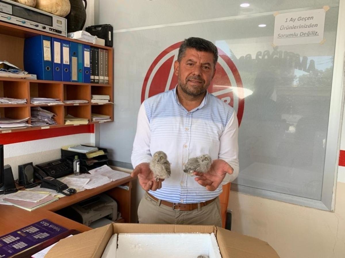 A&ccedil; ve susuz baykuş yavrularını mahalle muhtarı kurtardı