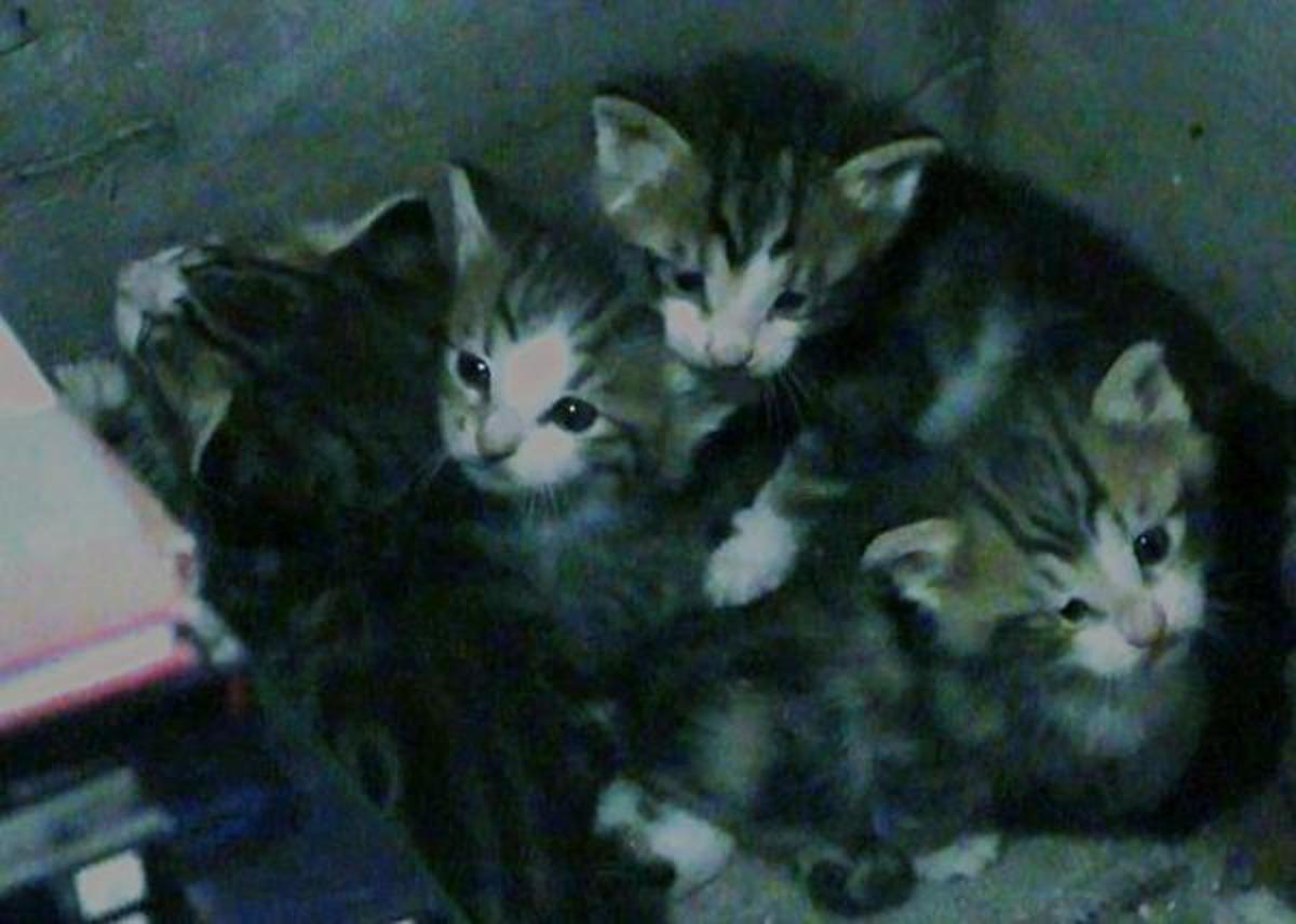 Erzurum'da kedi ve yavruları i&ccedil;in yıkım durduruldu