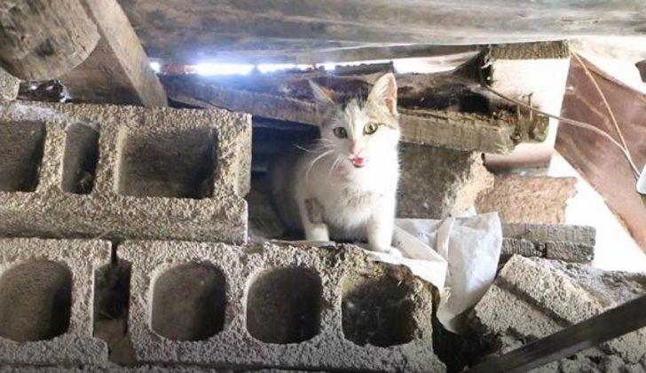 Erzurum'da kedi ve yavruları için yıkım durduruldu G1