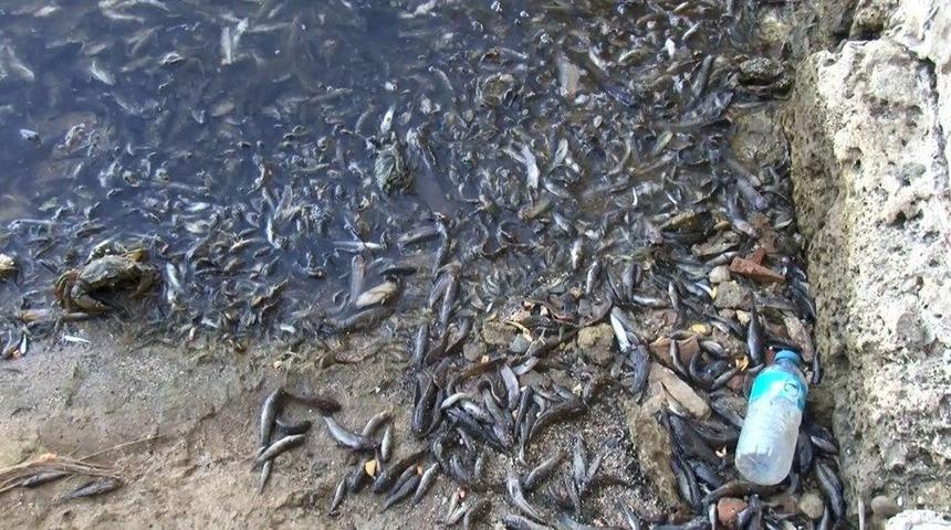 İBB'den Küçükçekmece Gölündeki balık ölümleriyle ilgili açıklama