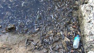 İBB'den Küçükçekmece Gölündeki balık ölümleriyle ilgili açıklama