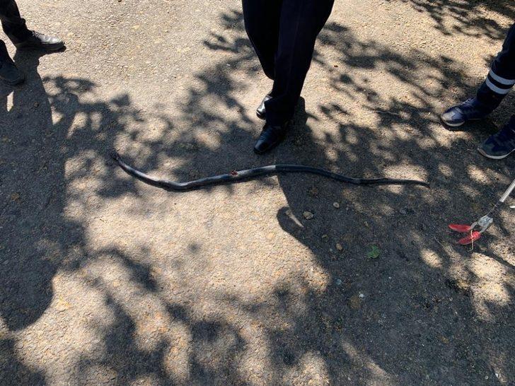 Kümese giren yılan korkuttu G2