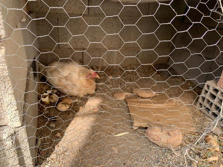 Kümese giren yılan korkuttu G3