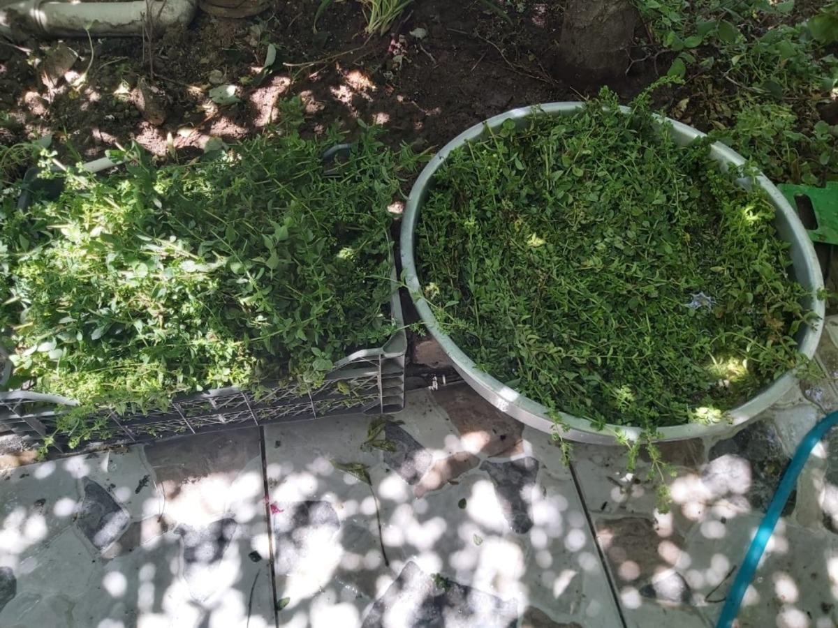 Şifalı otları i&ccedil;in kendisini doğaya adadı