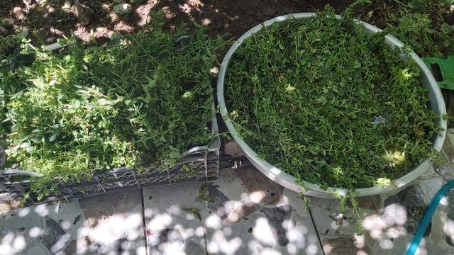 Şifalı otları için kendisini doğaya adadı