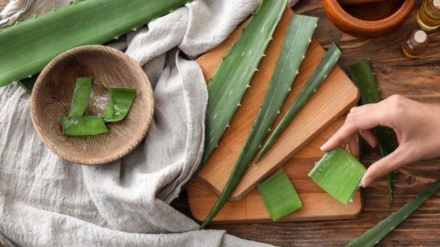 Aloe vera bakımı nasıl yapılır, nasıl çoğaltılır, neden sararır?