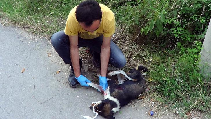 Vicdansızlığın böylesi! Sokak köpeğini av tüfeğiyle vurdular G1
