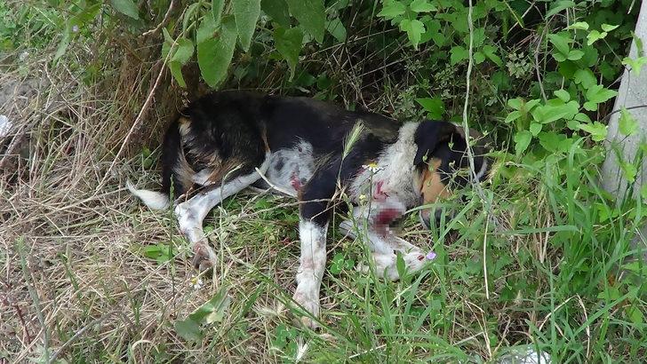 Vicdansızlığın böylesi! Sokak köpeğini av tüfeğiyle vurdular G3