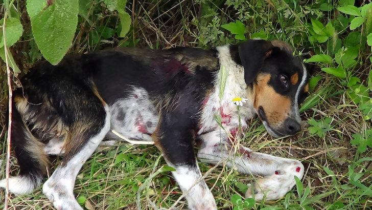 Vicdansızlığın böylesi! Sokak köpeğini av tüfeğiyle vurdular G4