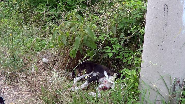 Vicdansızlığın böylesi! Sokak köpeğini av tüfeğiyle vurdular G5