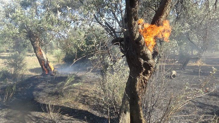 Zeytin ağaçları alevlere teslim oldu G1